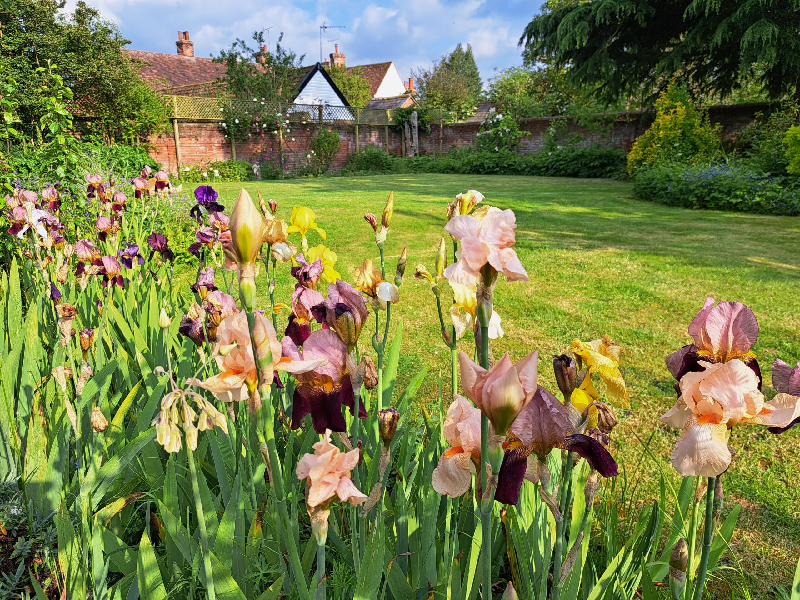 Irises at Hadleigh Old School